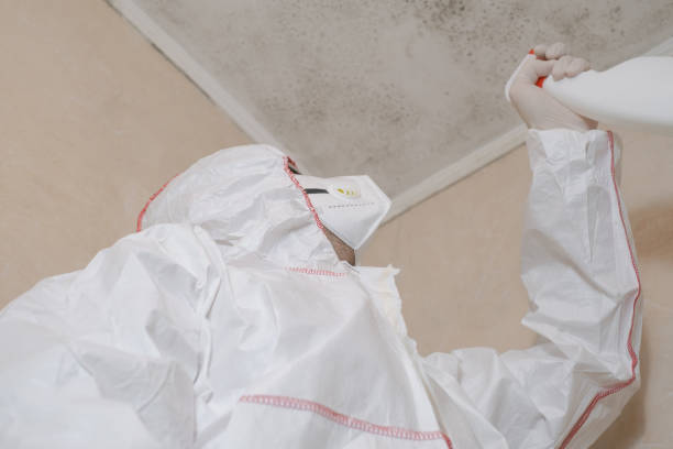 Home Mold Removal in Henning, TN