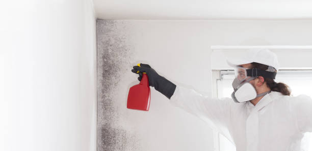 Best Local Mold Removal Service  in Henning, TN