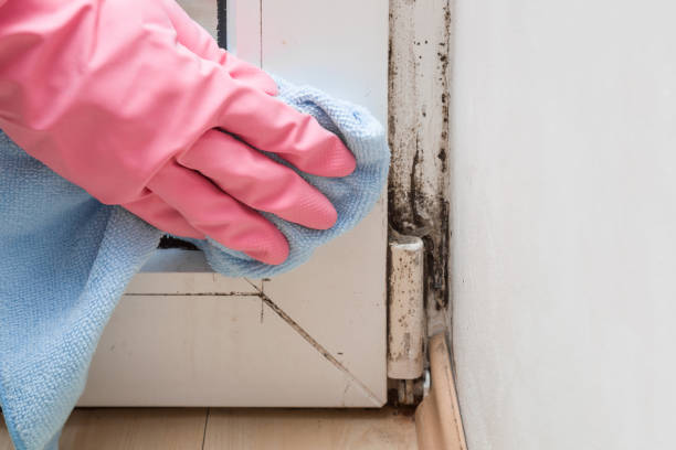 Best Mold Testing  in Henning, TN